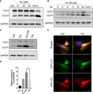 Autophagy activation by dietary piceatannol enhances the efficacy of immunogenic chemotherapy